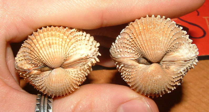 Acanthocardia spinosa